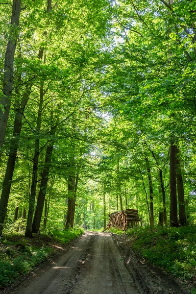 Zonnige Lente Het Groene Woud Polen — Stockfoto