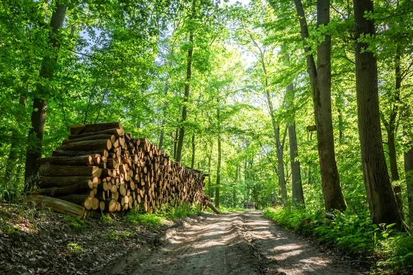 Soliga Grön Skogen Sommaren Europa — Stockfoto