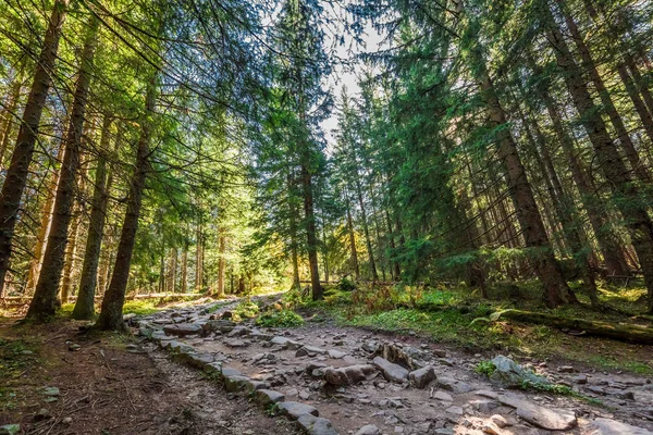 Skogen Tatrabergen Soluppgången Polen — Stockfoto