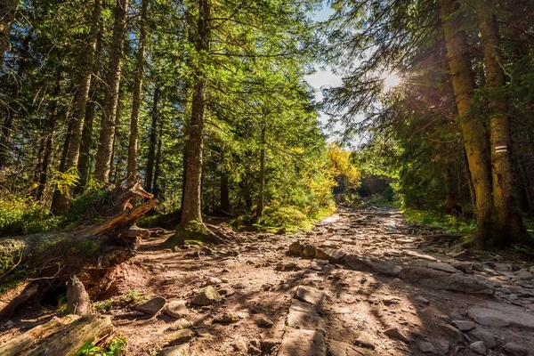 Zonnige Bos Tatra Gebergte Bij Zonsopgang Herfst Polen — Stockfoto