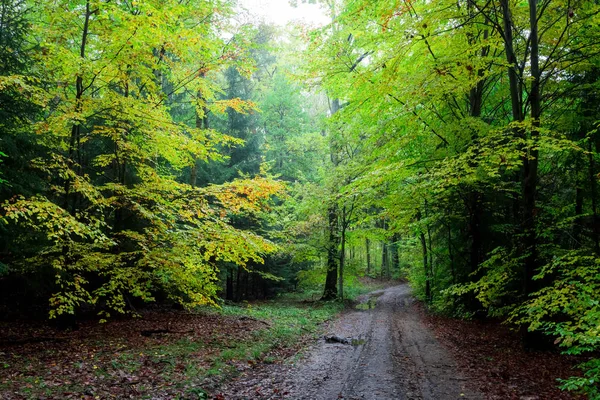 Μαγευτική Καταπράσινη Διαδρομή Μέσα Στο Δάσος Πολωνία — Φωτογραφία Αρχείου