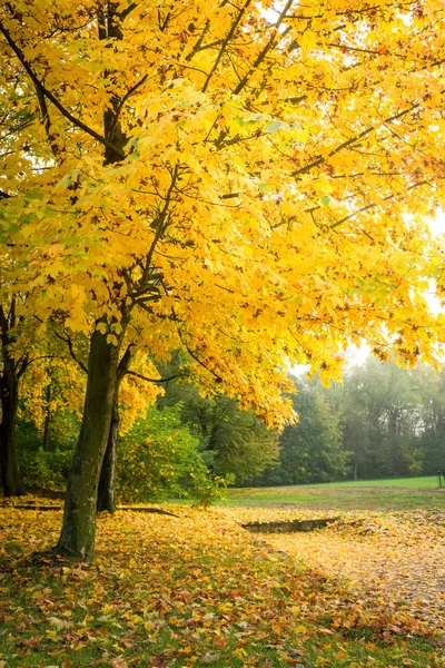 Κίτρινο Δέντρο Στο Δάσος Φθινόπωρο Ευρώπη — Φωτογραφία Αρχείου