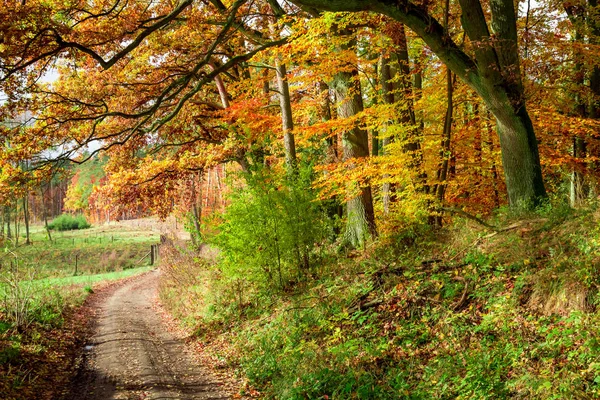 Sonbahar Ormandaki Europe Çarpıcı Yolu — Stok fotoğraf