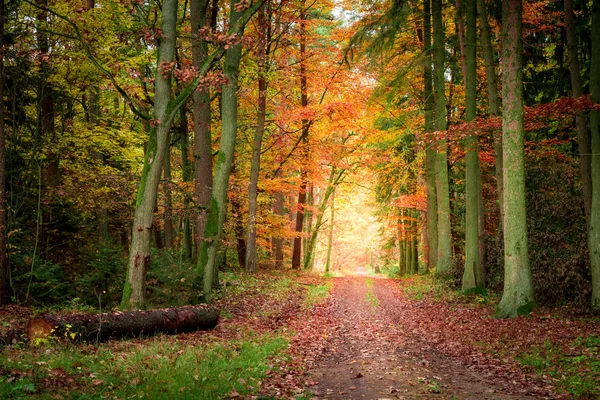 Atemberaubender Pfad Herbstlichen Wald Polen — Stockfoto