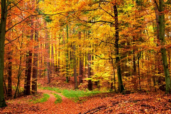 Sarı Yeşil Yapraklı Yolu Ormandaki Polonya — Stok fotoğraf
