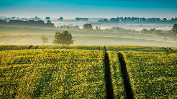 ヨーロッパに霧のグリーン フィールドの日の出 — ストック写真