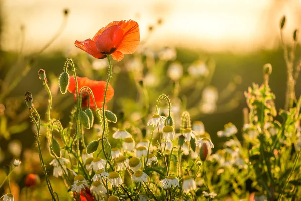 Primer Plano Semilla Amapola Roja Campo Europa — Foto de Stock