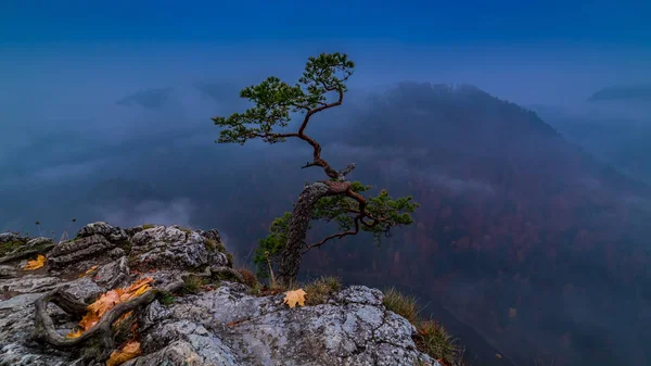 Blue Dawn Sokolica Peak Pieniny Mountains Poland — Stock Photo, Image