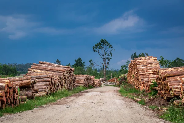 Grande Quantidade Derrubadas Árvores Após Tempestade — Fotografia de Stock