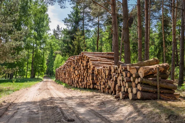 Large Amount Cut Wood Storm — Stock Photo, Image