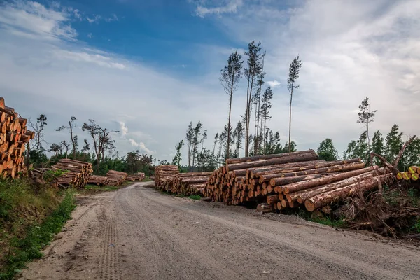 Lagras Den Skogen Trädfällning Efter Storm — Stockfoto