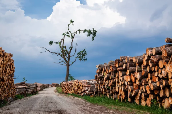 Lagras Den Skogen Trädfällning Våren — Stockfoto