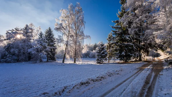 Besneeuwde Bos Bij Zonsopgang Winter Polen — Stockfoto