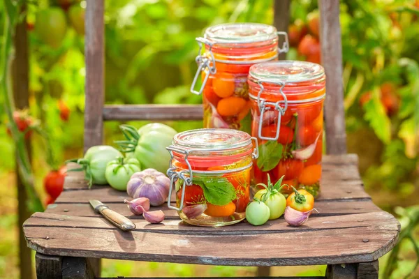 Tomates Naturales Vinagre Silla Vieja Invernadero —  Fotos de Stock