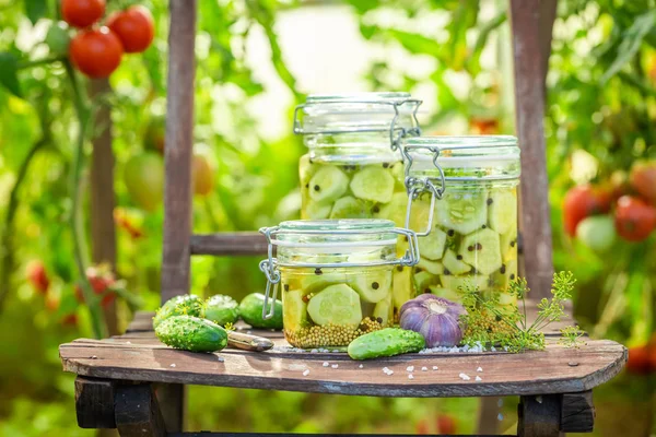 Natural Pickled Cucumbers Small Summer Greenhouse — Stock Photo, Image