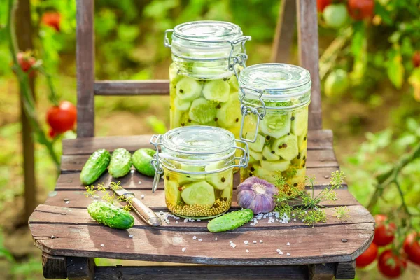Natural Pickled Cucumbers Wooden Chair Greenhouse — Stock Photo, Image