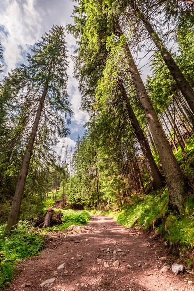 Soliga Gångstig Skog Till Tatra Bergen Sommaren — Stockfoto