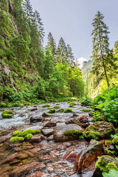 Beautiful Small Stream Koscieliska Valley Summer — Stock Photo, Image