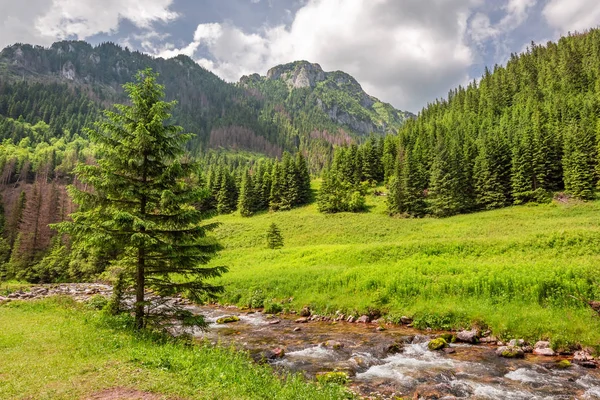 Fantastisk Liten Bäck Koscieliska Valley Tatrabergen — Stockfoto