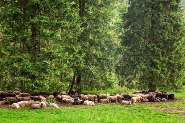 Beautiful Flock Sheep Grazing Tatra Mountains — Stock Photo, Image
