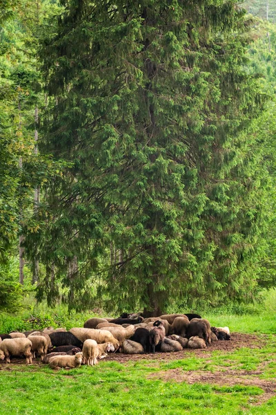 Prachtige Kudde Grazende Schapen Tatra Gebergte — Stockfoto