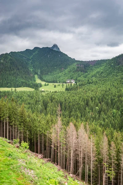 Top View Green Valley Tatra Mountains Poland — Stock Photo, Image