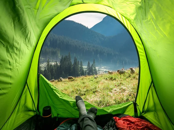 Вид Палатки Татры Стадо Овец Польша — стоковое фото