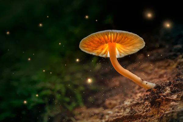 Cogumelos Brilhantes Pirilampos Floresta Mágica Entardecer — Fotografia de Stock