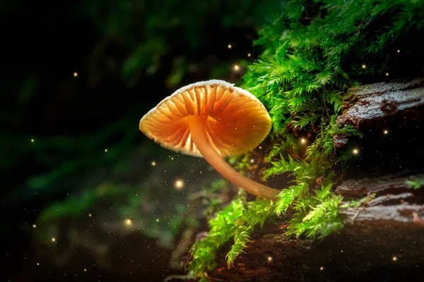 Brilhando Cogumelos Pequenos Vaga Lumes Floresta Mágica — Fotografia de Stock