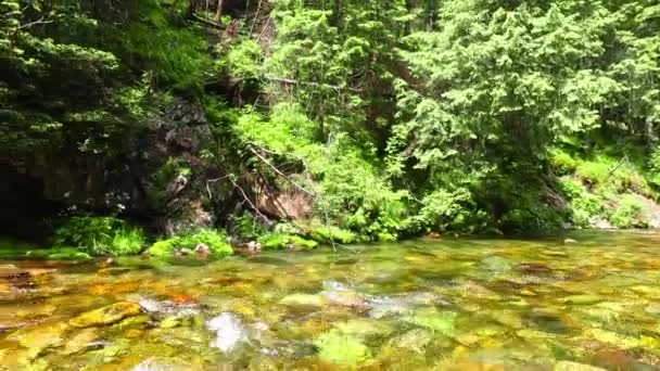 Petit Ruisseau Dans Les Montagnes Tatra Koscieliska Pologne — Video