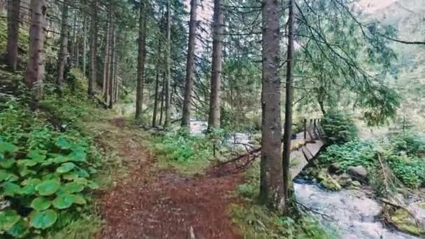Περπάτημα Στο Δάσος Μικρό Ρέμα Στα Βουνά Τάτρα Πολωνία — Αρχείο Βίντεο