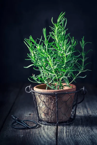 Romarin Aromatique Rustique Sur Une Vieille Table Bois — Photo