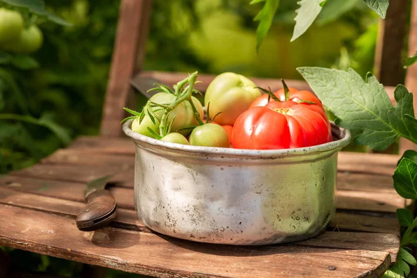 Fresh Various Tomatoes Small Greenhouse — Stock Photo, Image