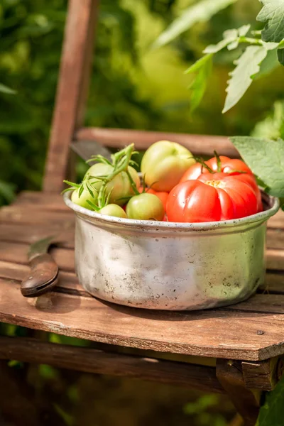 Harvested Various Tomatoes Old Aluminum Pot — Stock Photo, Image