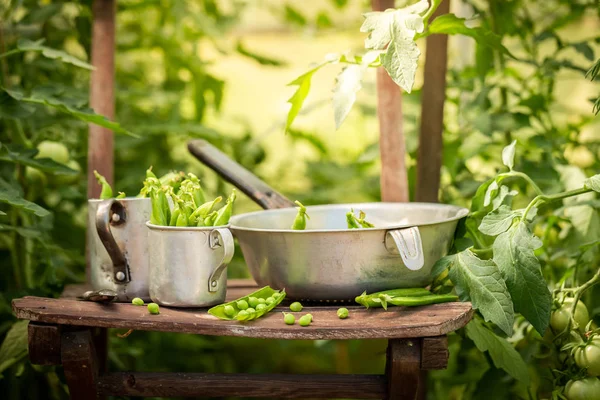 Tasty Green Peas Old Aluminum Pot — Stock Photo, Image