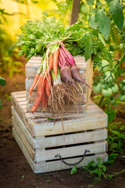 Geoogste Groenten Een Landelijke Zomer — Stockfoto