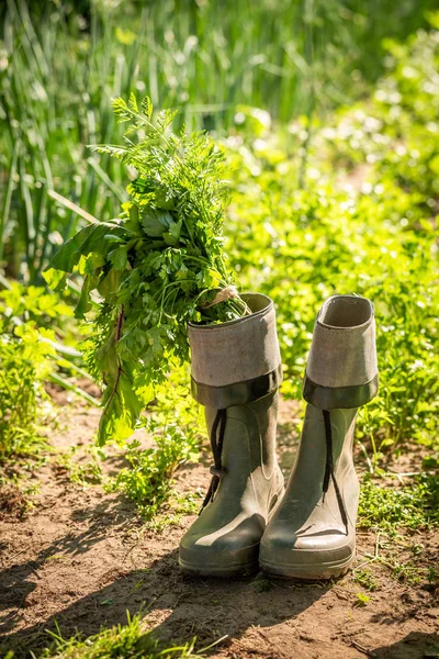 フィールドに古い緑ウェリントンの緑の野菜 — ストック写真