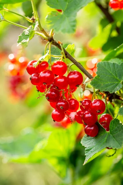 Fresh Redcurrant Bush Garden Summer Day — Stock Photo, Image