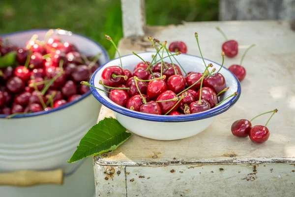 Freshly Harvested Sweet Cherries Summer Garden — Stock Photo, Image