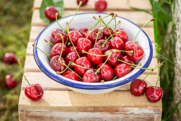 Freshly Harvested Sweet Cherries White Metal Bowl — Stock Photo, Image