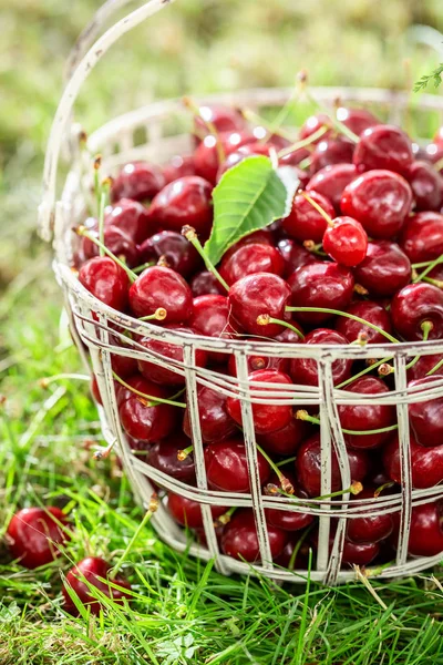 Full Vitamins Sweet Cherries White Basket — Stock Photo, Image