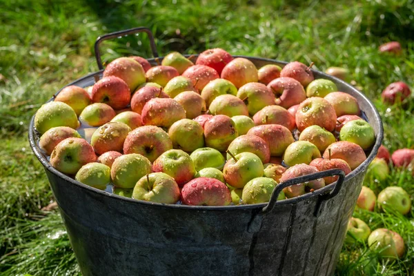 Reife Und Süße Äpfel Sommergarten — Stockfoto