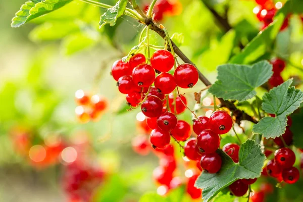 Healthy Redcurrant Bush Garden Summer Day Royalty Free Stock Images