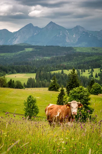 Brown Cow Tatrabergen Polen Europa — Stockfoto