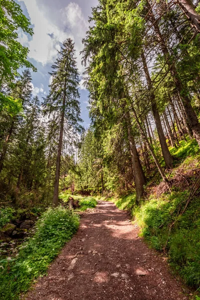 Zonnige Wandelpad Het Bos Tatra Bergen Zomer — Stockfoto
