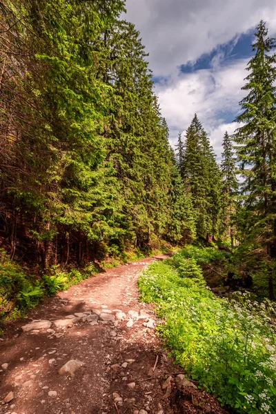 Sentiero Pedonale Sui Monti Tatra Estate Polonia — Foto Stock