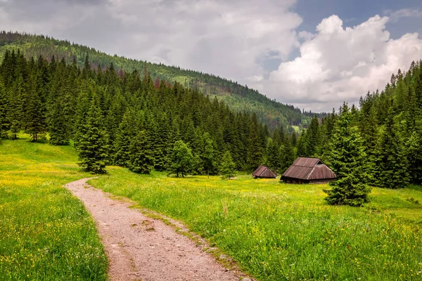 Gröna Vandringsled Till Tatrabergen Polen Europa — Stockfoto
