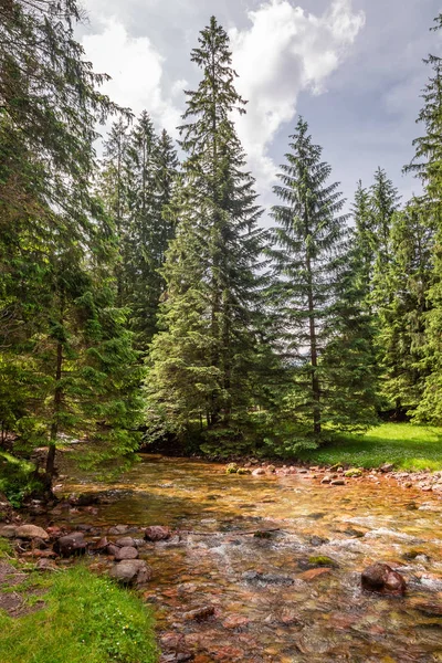 Corriente Valle Koscieliska Las Montañas Tatra Polonia — Foto de Stock