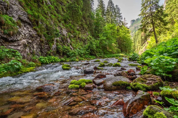 Arroyo Rocas Valle Koscieliska Verano Polonia — Foto de Stock