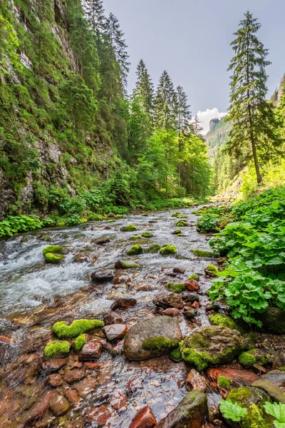 Красива Річка Каменів Koscieliska Долині Влітку Польща — стокове фото